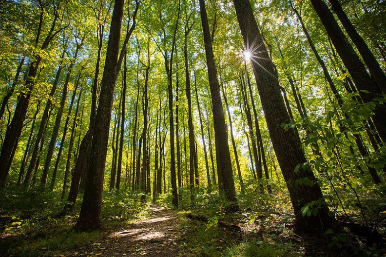 Lewacka ideologia wyżej stawia dobro drzew i zwierząt, aniżeli dobro człowieka. Fot.:Shenandoah National Park/ Wikimedia Commons