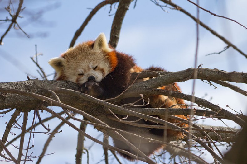 Panda mała znajdujacy się pod ścisłą ochroną. Zagrożenie gatunku wynika z niszczenia ich naturalnego środowiska. Fot.: Carlos Delgado; CC-BY-SA/ Wikimedia Commons