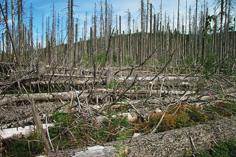 Niemiecki las zniszczony przez kornika drukarza; efekt działalności tzw. ekologów, którzy nie dopuszczając do sanitarnej wycinki zainfekowanych drzew, ułatwili szkodnikowi rozprzestrzenianie się na całe hektary lasu, fot. z książki 