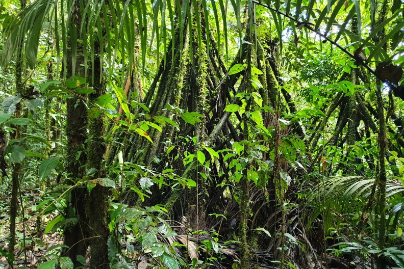 Wnętrze równikowego lasu nizinnego w Kolumbii. Fot. wikimedia,  Richard Hardy - Praca własna, CC BY-SA 4.0, https://commons.wikimedia.org/w/index.php?curid=78906825