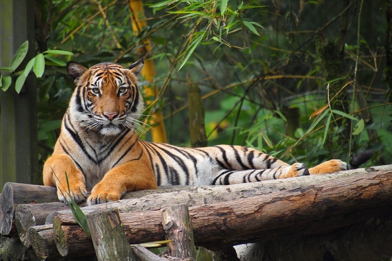 Tygrys malajski (Panthera tigris jacksoni) – podgatunek tygrysa azjatyckiego, ssaka z rodziny kotowatych. Wcześniej uważany za tygrysa indochińskiego, został wyłoniony jako odrębny podgatunek dzięki badaniom genetycznym przeprowadzonym w 2004 r. Nazwę jacksoni nadano dla upamiętnienia Petera Jacksona z IUCN za jego zasługi w ochronie tygrysów. Na tym zdjęciu widoczny tygrys malajski w Narodowym ZOO w Malezji w 2011 r. Fot. Wikipedia